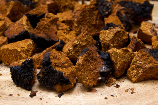 Chaga: A fungus for fatigue